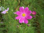 cosmos