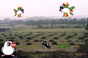 peB̍L