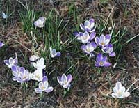crocus flower