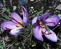 saffron flower