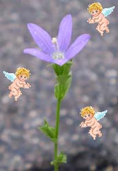 ނ炳̕ƓVg