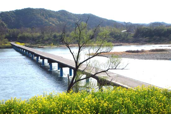 佐田・沈下橋菜の花